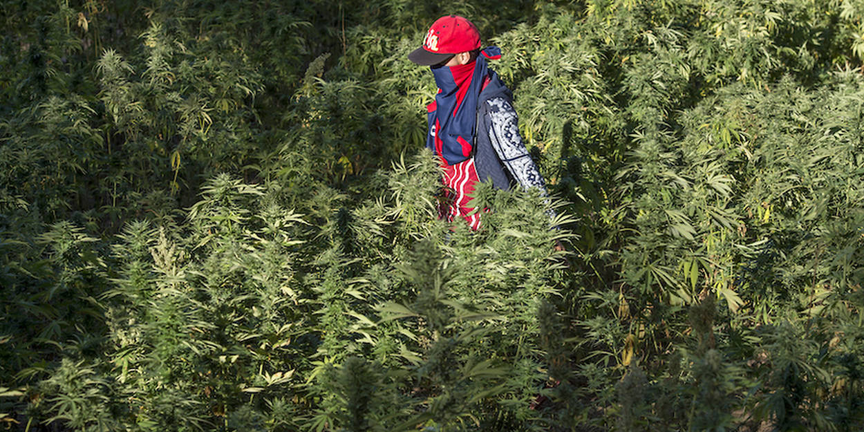 Usage licite du cannabis au Maroc: voici les régions autorisées pour la production